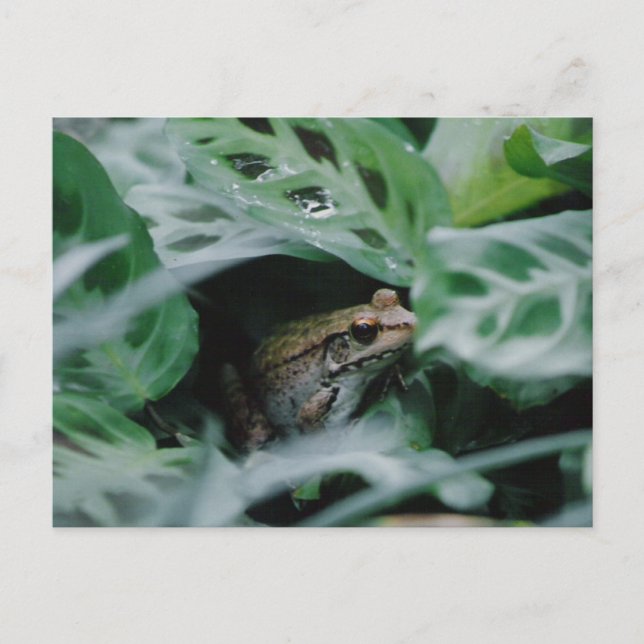 Postal Rana de bronce en planta de oración (Anverso)