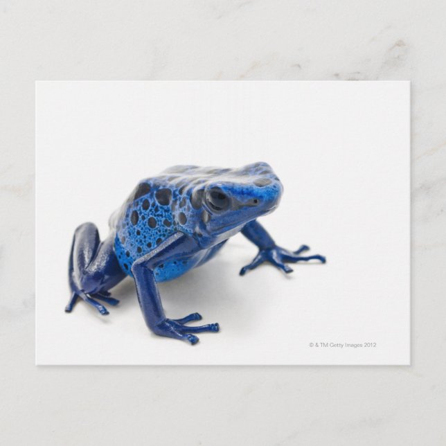 Postal Rana de Dart de veneno azul (Dendrobates Tinctoriu (Anverso)