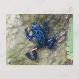 Postal Rana de envenenamiento azul