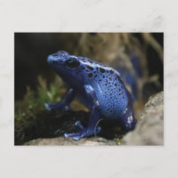 Rana de flecha de veneno azul