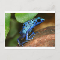 rana de flecha de veneno azul