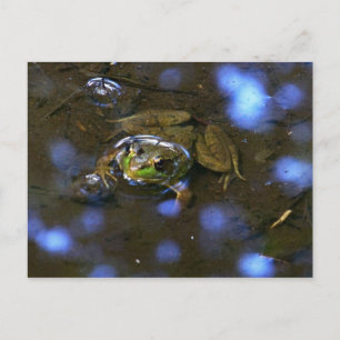 Postal Rana de Melissa