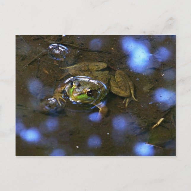 Postal Rana de Melissa (Anverso)