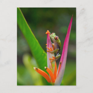 Postal Rana de ojos rojos, Costa Rica