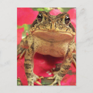Postal Rana de toad de pie contra las buganvillas de vuel