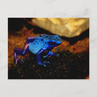 Postal Rana de veneno azul