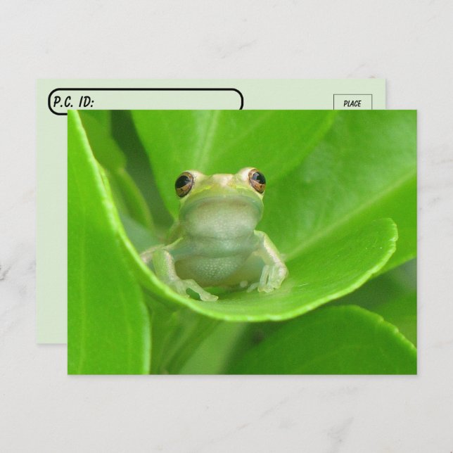 Postal Rana del árbol de post-cruce sobre hoja del Naranj (Anverso / Reverso)