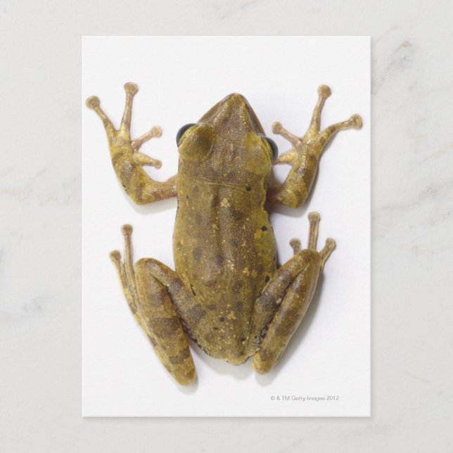 Postal Rana dorada (Anverso)