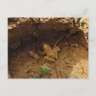 Postal Rana en Pleasanton, Texas