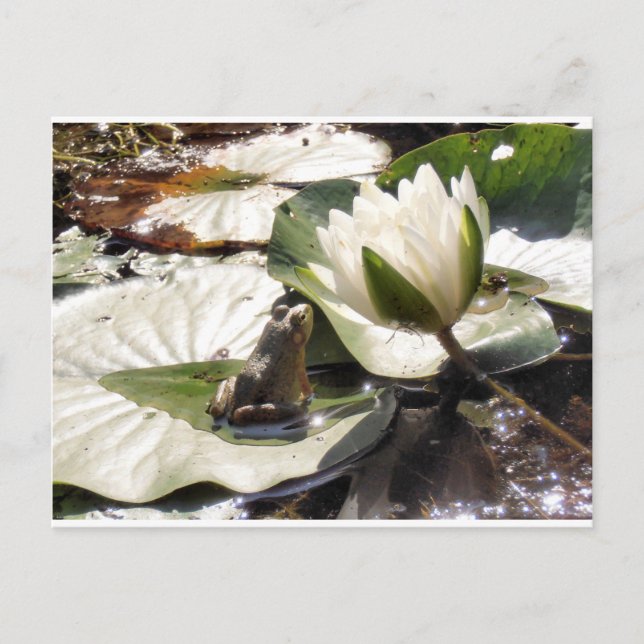 Postal Rana encantada (Anverso)