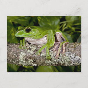 Postal Rana Gigante Voladora, Polypedates dennysi ssp,