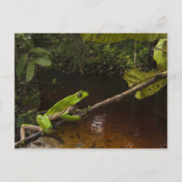 Rana hoja gigante Phyllomedusa bicolor) 2