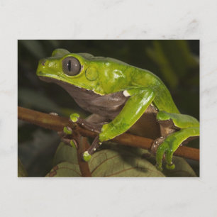 Postal Rana hoja gigante (Phyllomedusa bicolor) 3