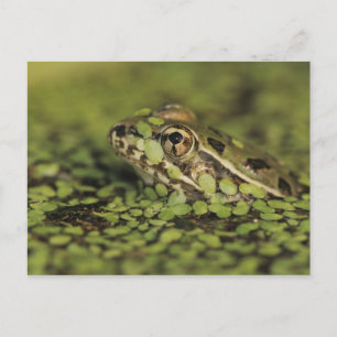 Postal Rana leopardo del Río Grande, Rana berlandieri,