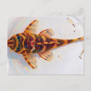 Postal rana leopardo L134 pleco