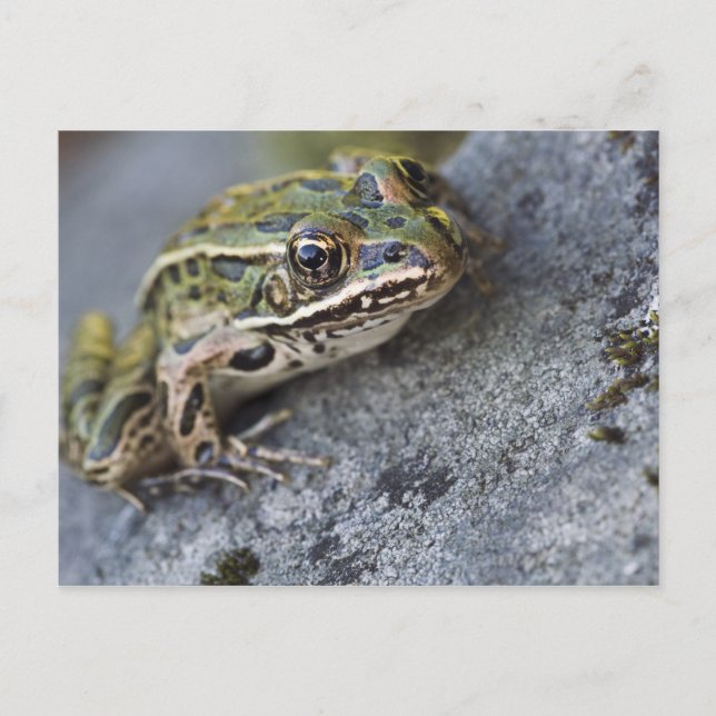 Postal rana leopardo norteña, Isla transparente, (Anverso)