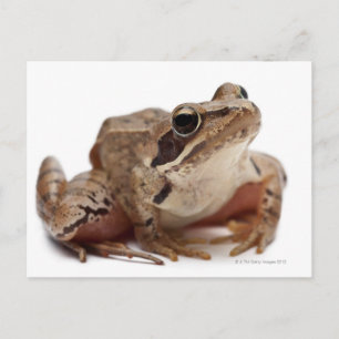 Postal Rana Moor Frog