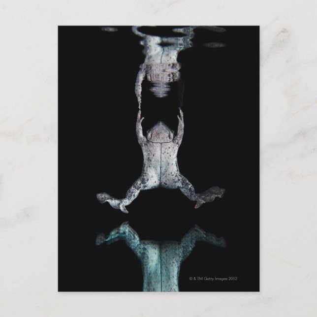 Postal Rana nadadora (Anverso)