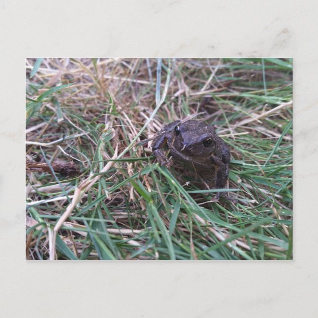 Postal Rana pequeña (Anverso)
