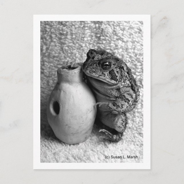 Postal Rana sapo con fotografía de percusión udu (Anverso)
