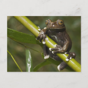 Postal Rana Tapichalaca Cautiva Hyloscirtus 2