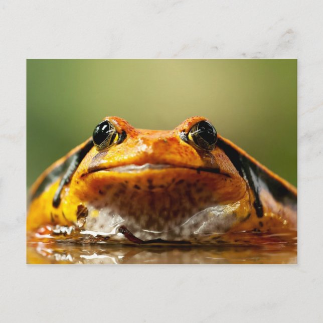 Postal Rana Tomate (Anverso)