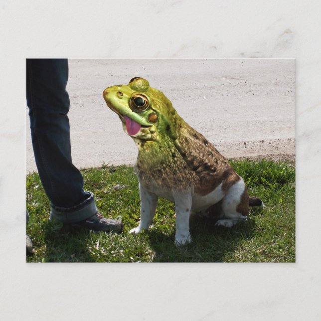 Postal Rana toro (Anverso)