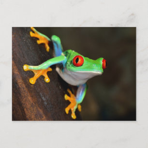 Postal Rana Tropical Roja de Ojos - Callidryas Agalychnis