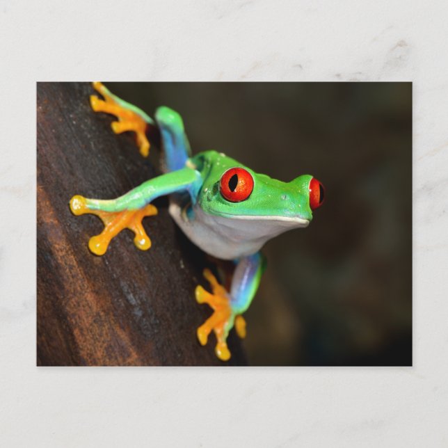Postal Rana Tropical Roja de Ojos - Callidryas Agalychnis (Anverso)