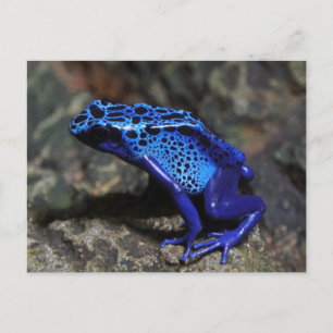 Postal Rana Veneno Azul, Rana Azul Brillante