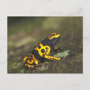 Postal Rana venenosa de bandas amarillas Dendrobates