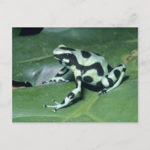 Postal Rana venenosa, (Dendrobates auratus) Cahuita