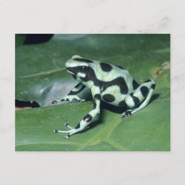 Postal Rana venenosa, (Dendrobates auratus) Cahuita (Anverso)