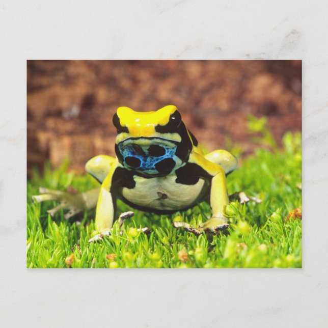 Postal Rana venenosa, Dendrobates tinctorius, (Anverso)