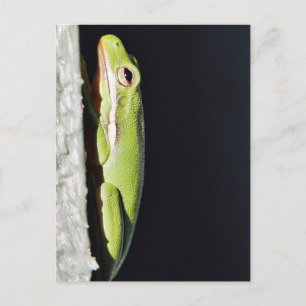 Postal Rana Verde Anfibia En Pared