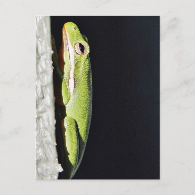 Postal Rana Verde Anfibia En Pared (Anverso)