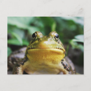Postal Rana Verde Arbórea Primer Plano