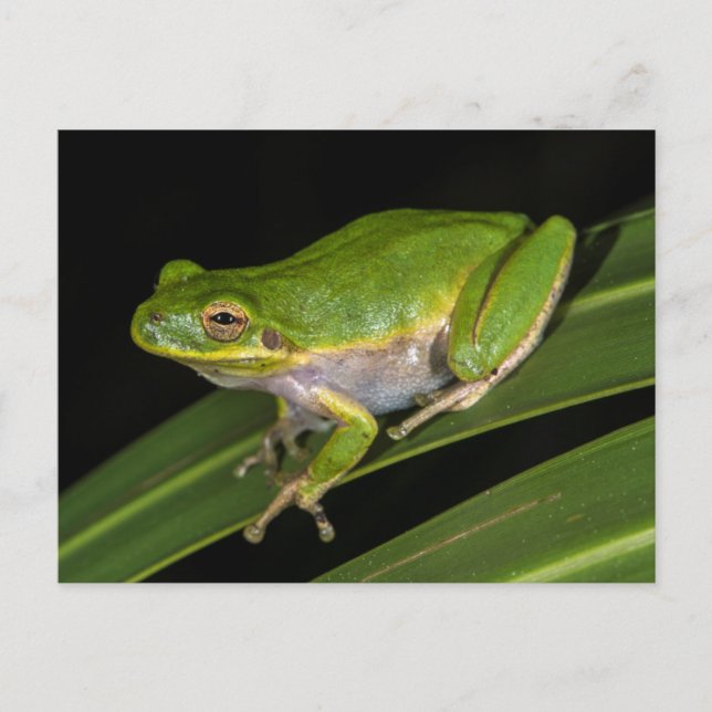 Postal Rana verde (Hyla cinerea) 2 (Anverso)