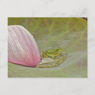 Postal Rana y pétalo de flor de loto, China,