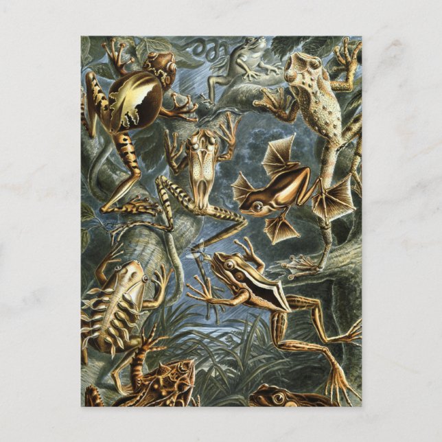 Postal Ranas (Anverso)