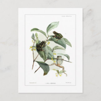 Postal Ranas arbóreas