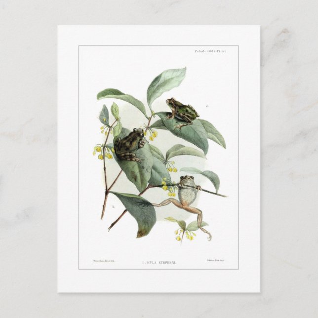 Postal Ranas arbóreas (Anverso)