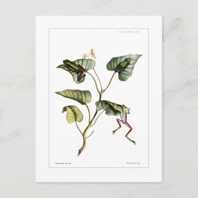 Postal Ranas arbóreas (Anverso)