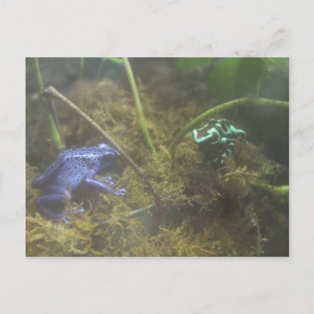 Postal Ranas Dart venenosas (Anverso)