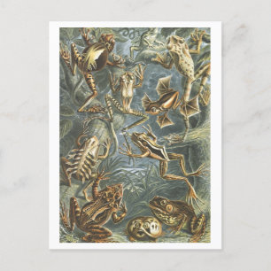 Postal Ranas de Ilustracion de libros antiguos