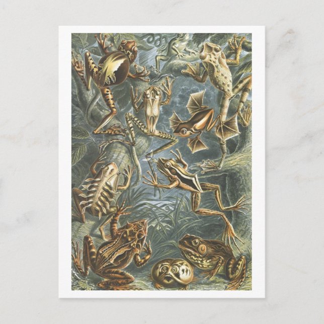 Postal Ranas de Ilustracion de libros antiguos (Anverso)