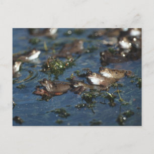 Postal Ranas divertidas