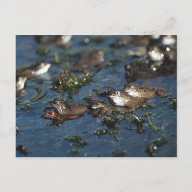 Postal Ranas divertidas (Anverso)