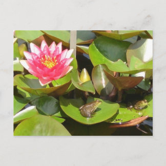Postal Ranas para tomar el sol
