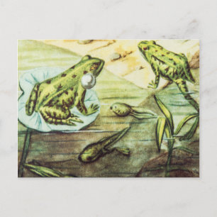 Postal Ranas verdes, Ilustracion animal